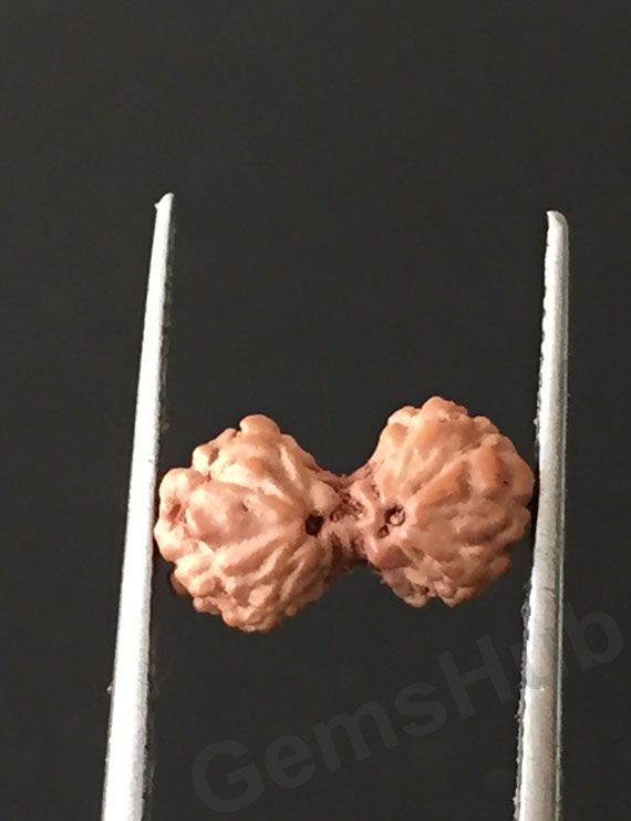 Gauri Shankar Rudraksha Certified (Indonesian Origin) Size-10 mm